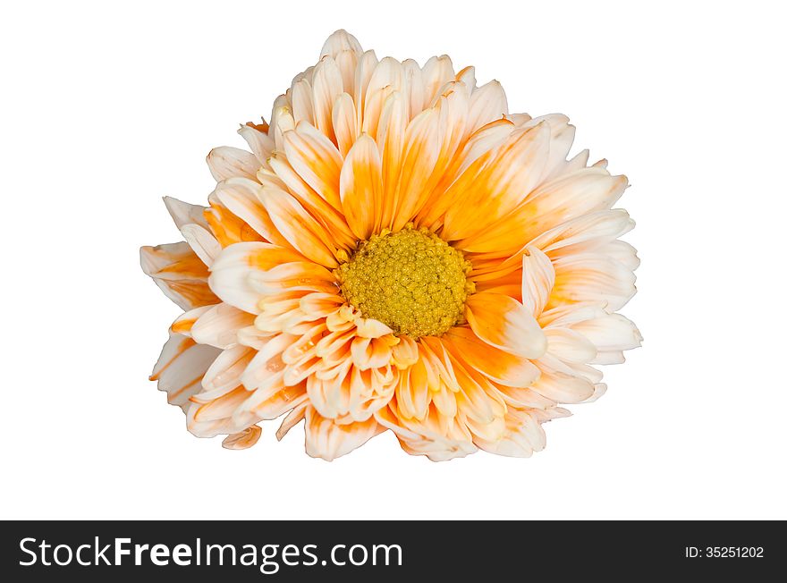 Orange chrysanthemum flower on white background