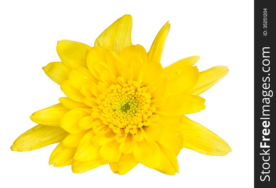 Yellow chrysanthemum flower on white background