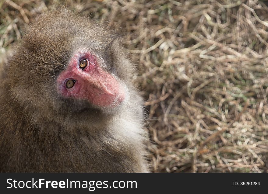 Japanese snow monkey, head and shoulders image, looking up at the camera.