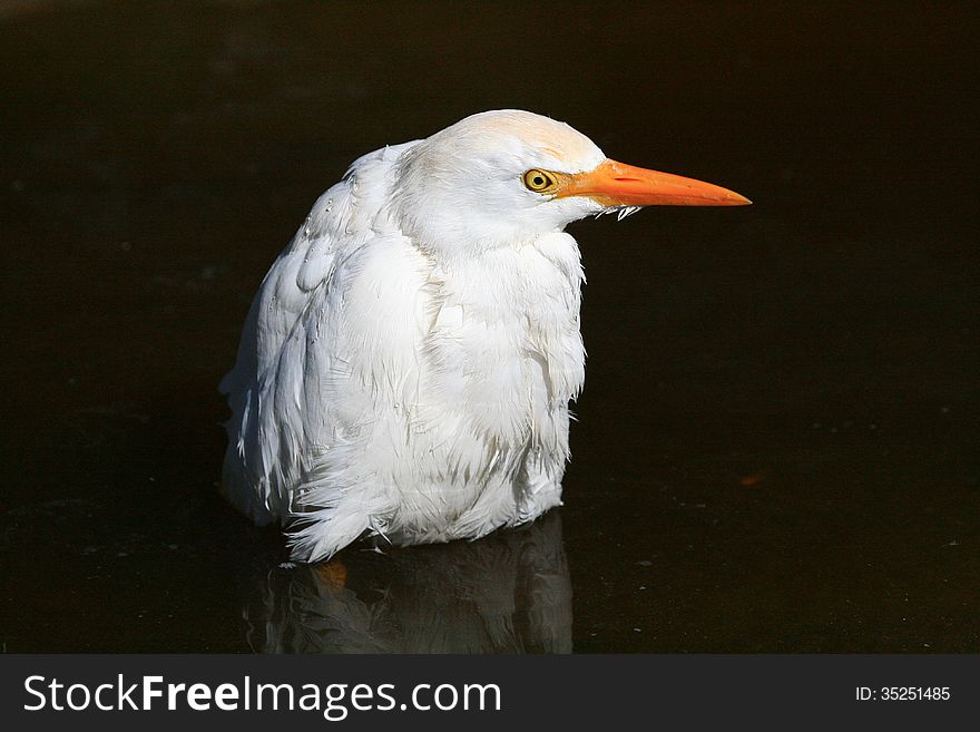 White Cattle Egret (Bubulcus ibis) standing in dark water in the Western Cape of South Africa. White Cattle Egret (Bubulcus ibis) standing in dark water in the Western Cape of South Africa.