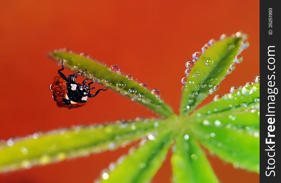 The image of a ladybug sitting on a grass