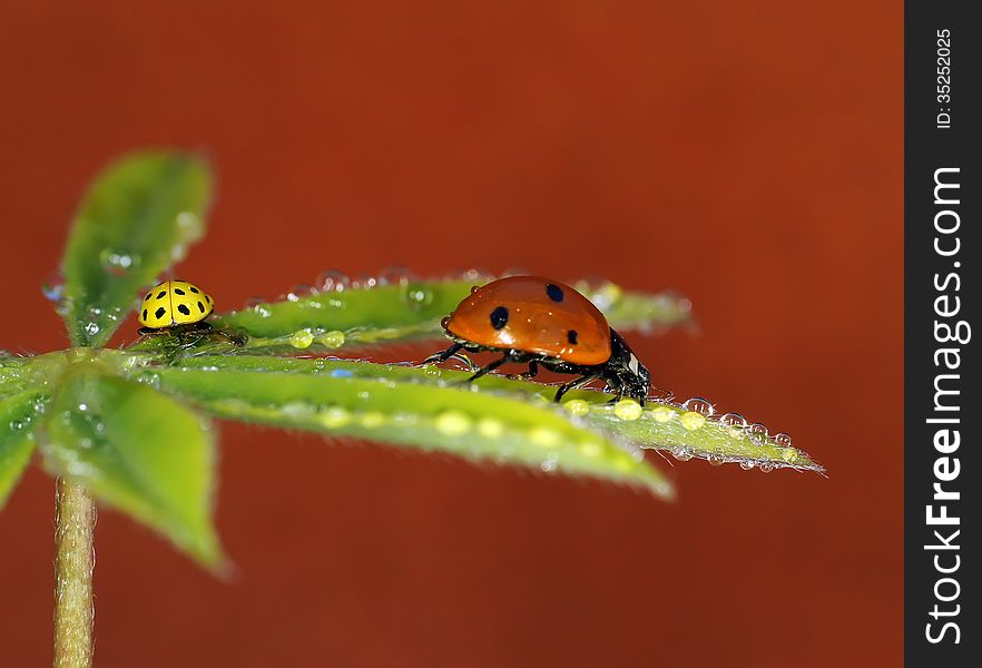 The image of a ladybug sitting on a grass