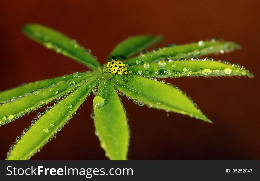 The image of a ladybug sitting on a grass