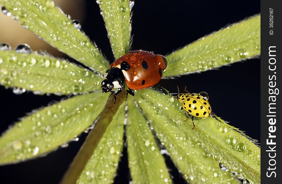 The image of a ladybug sitting on a grass