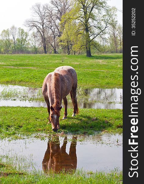 Horse eating grass on the background of green field