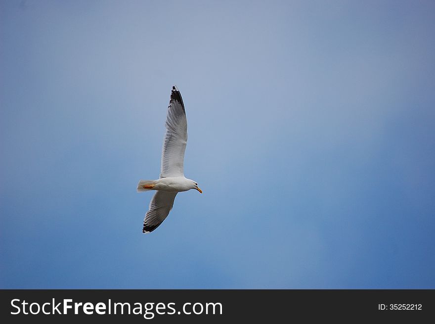 A seagull flying free in the sky. A seagull flying free in the sky