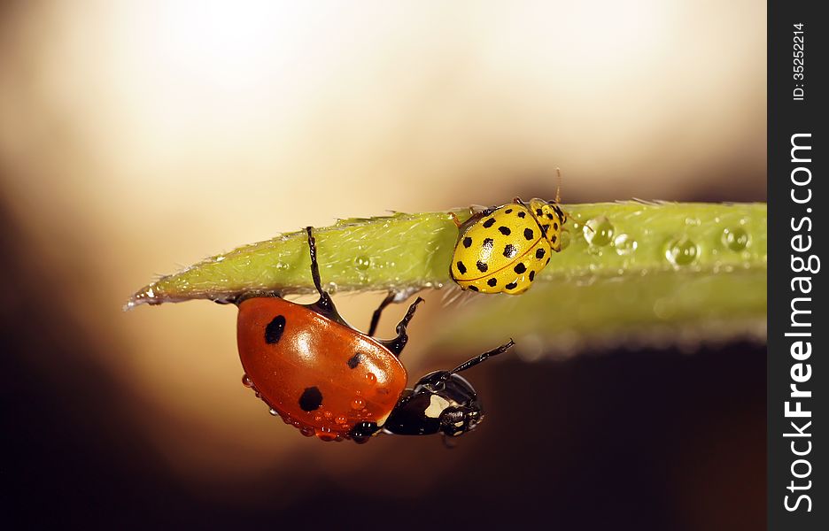 The image of a ladybug sitting on a grass