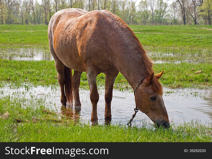 Horse eating grass on the background of green field