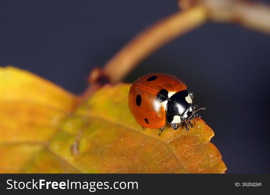 The image of a ladybug sitting on a grass