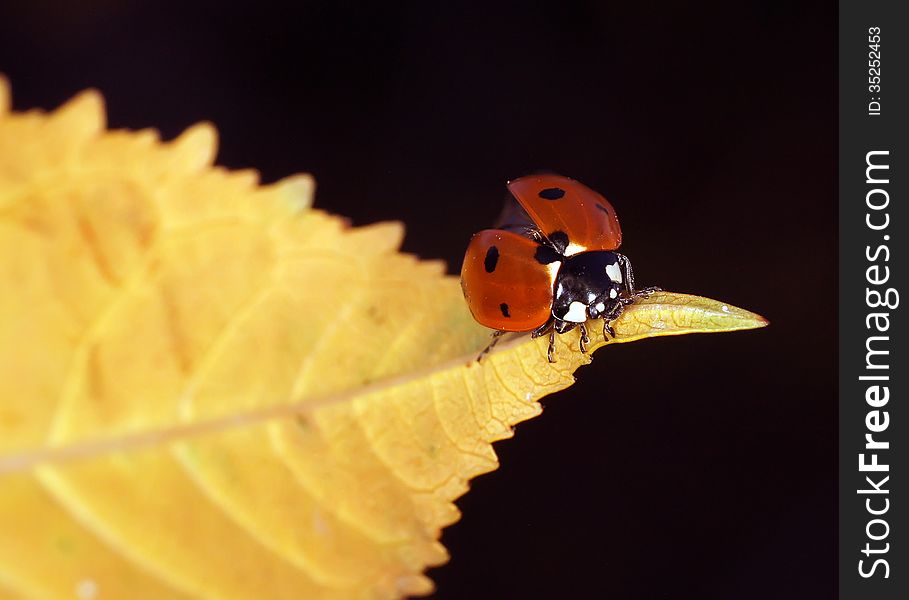 The image of a ladybug sitting on a grass