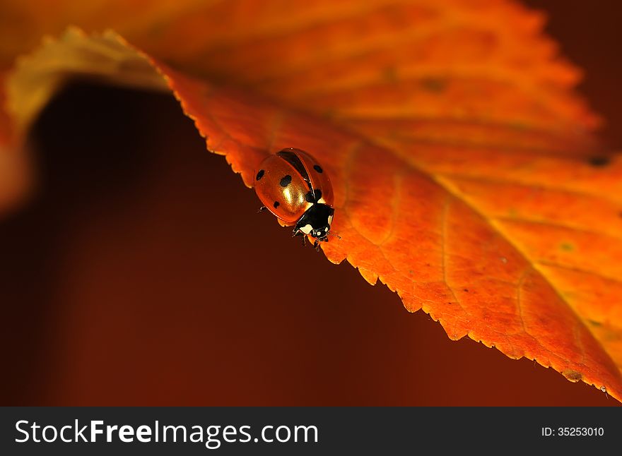 The image of a ladybug sitting on a grass