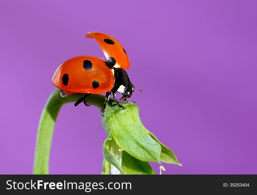 The image of a ladybug sitting on a grass