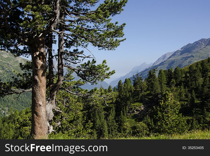 Tree in a tourist route high in the mountains. Austrian Alps.