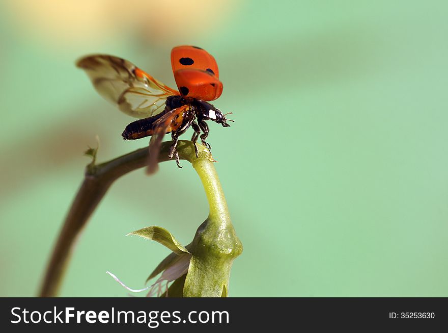 The image of a ladybug sitting on a grass