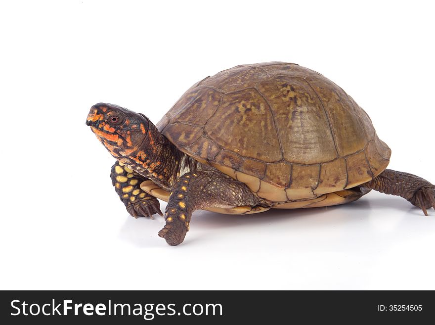 Box turtle, on a white background.