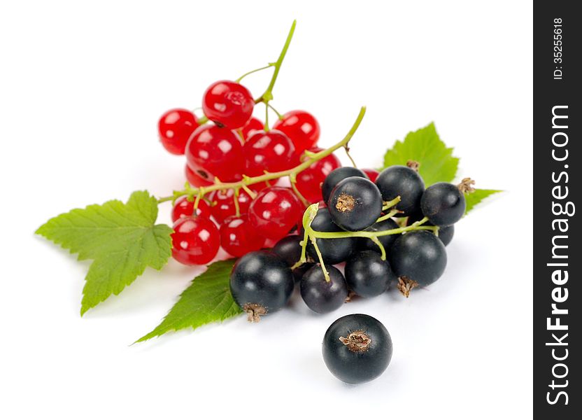 Red and black currant on a white background