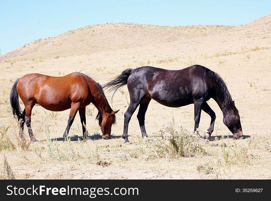 Blackfoot indians horses of South Dakota prefer freedom and wildlife