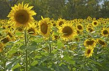 Field Of Sunflowers Are Backlit By The Sun. Stock Photography Field Of Sunflowers Are Backlit By The Sun. Stock Photography