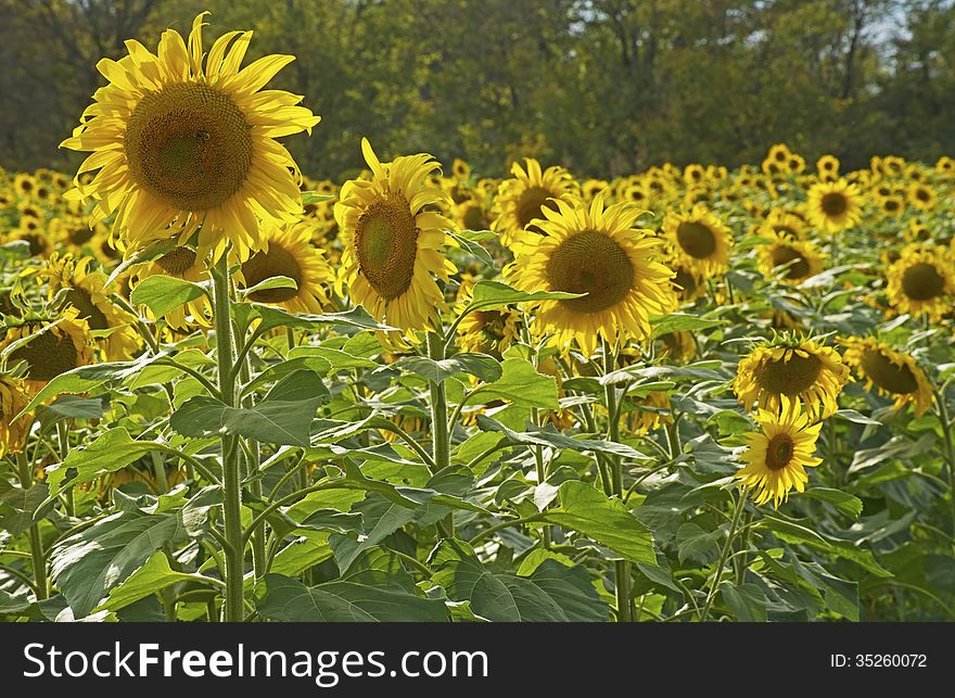 Field of sunflowers are backlit by the sun.