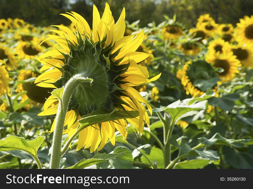 One lone sunflower stands tall. One lone sunflower stands tall.