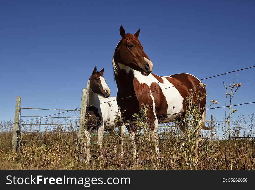 Two paint horses standing by a fence