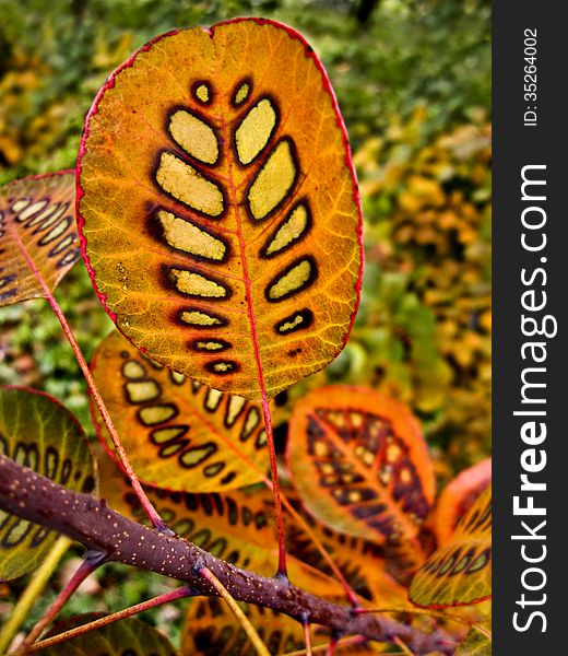 Close-up Of Bright-colored Autumn Leaf