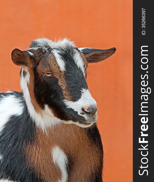 Domestic Pygmy Goat Face Against Orange Background