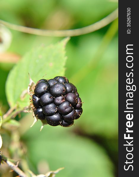 Black blackberries(Rubus)on the bushin summer