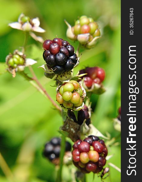 Red and black blackberries(RubusLatin)on the bushin summer