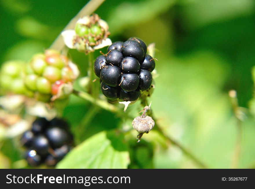 Black blackberries(Rubus)on the bushin summer