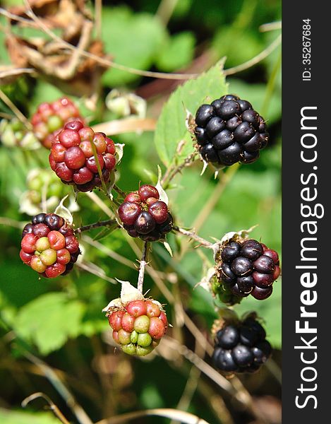 Red and black blackberries(RubusLatin)on the bushin summer