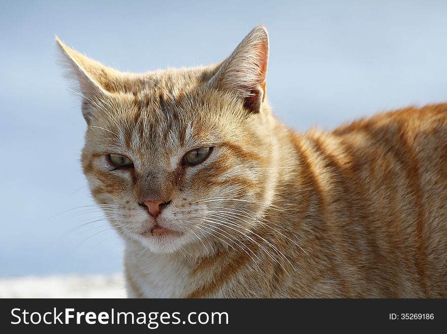 Portrait of a domestic cat