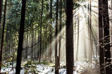 Forest In Winter Season Stock Photos Forest In Winter Season Stock Photos