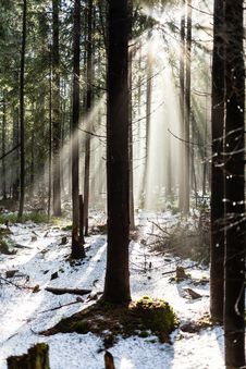 Forest In Winter Season Royalty Free Stock Images Forest In Winter Season Royalty Free Stock Images