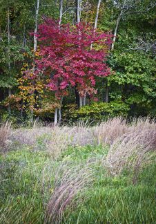 Autumn Meadow Stock Image Autumn Meadow Stock Image