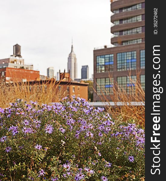 A bush of wild flowers in front of a city skyscraper. A bush of wild flowers in front of a city skyscraper.