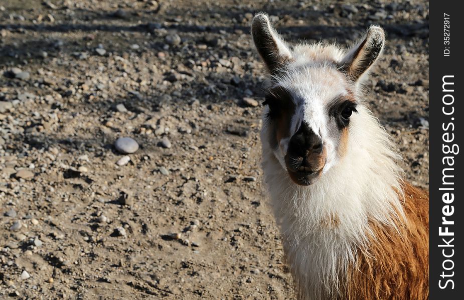 A sad lama, in captivity, looking directly at the photographer, of the glama guanicoe genre. A sad lama, in captivity, looking directly at the photographer, of the glama guanicoe genre.