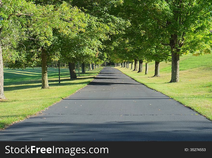 Driveway Lined By Trees