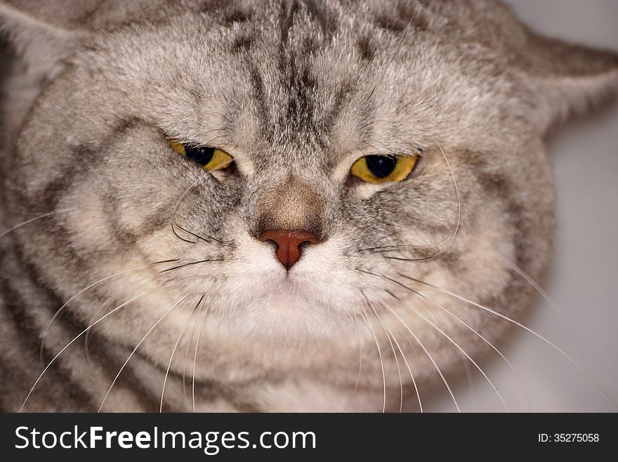 Gray cat with yellow eyes.