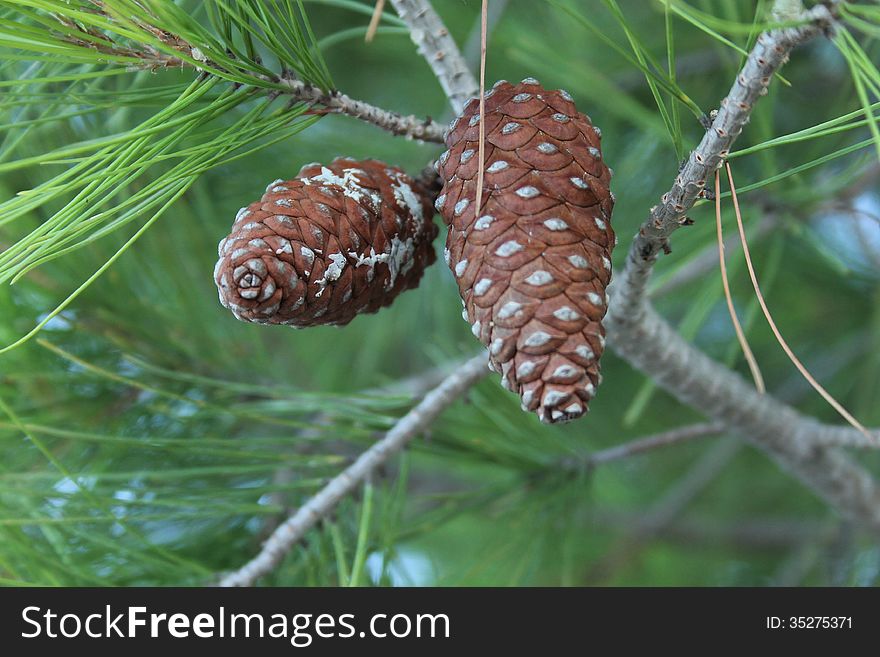 Cones on a branch in a tree. Cones on a branch in a tree