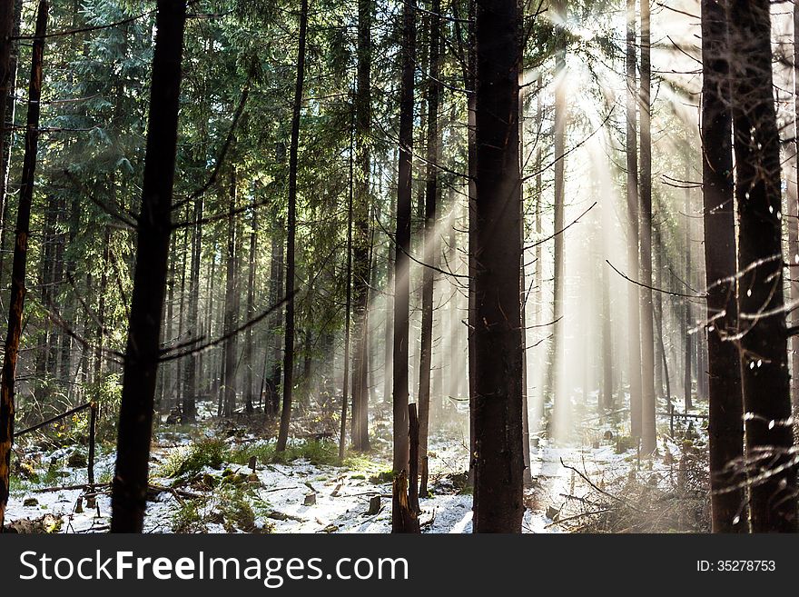 Forest in winter or autumn fall season. Sunrise sunlight rays on woods, fog, and mist in park. Forest in winter or autumn fall season. Sunrise sunlight rays on woods, fog, and mist in park