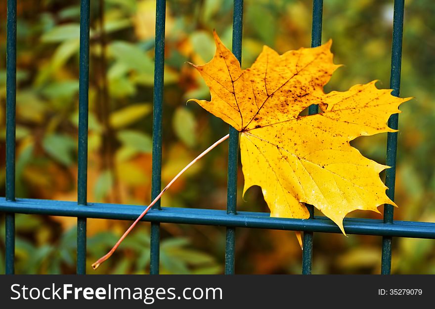 One lonesome leaf on a fence