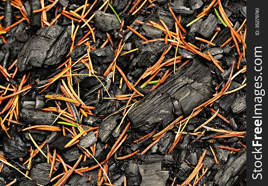 A charred wood sprinkled with spruce pine needles