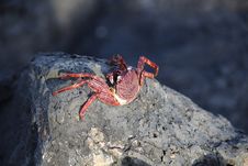 Crab On The Rock Stock Photo