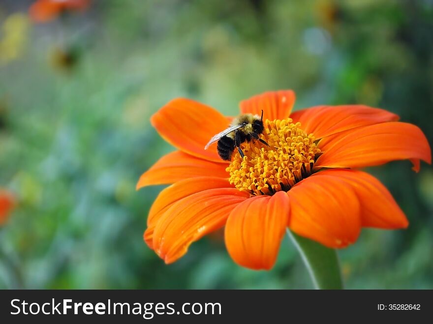 Bee Resting On Orange Flower
