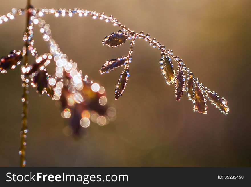 The grass with drops of dew glints in the sun. The grass with drops of dew glints in the sun