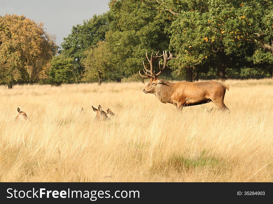 Red deer stag guarding his herd of young does during the rutting season in Richmond Park, London. Red deer stag guarding his herd of young does during the rutting season in Richmond Park, London