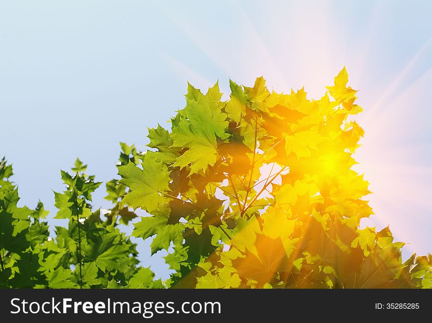 The bright sun shines through the leaves of a tree. The bright sun shines through the leaves of a tree