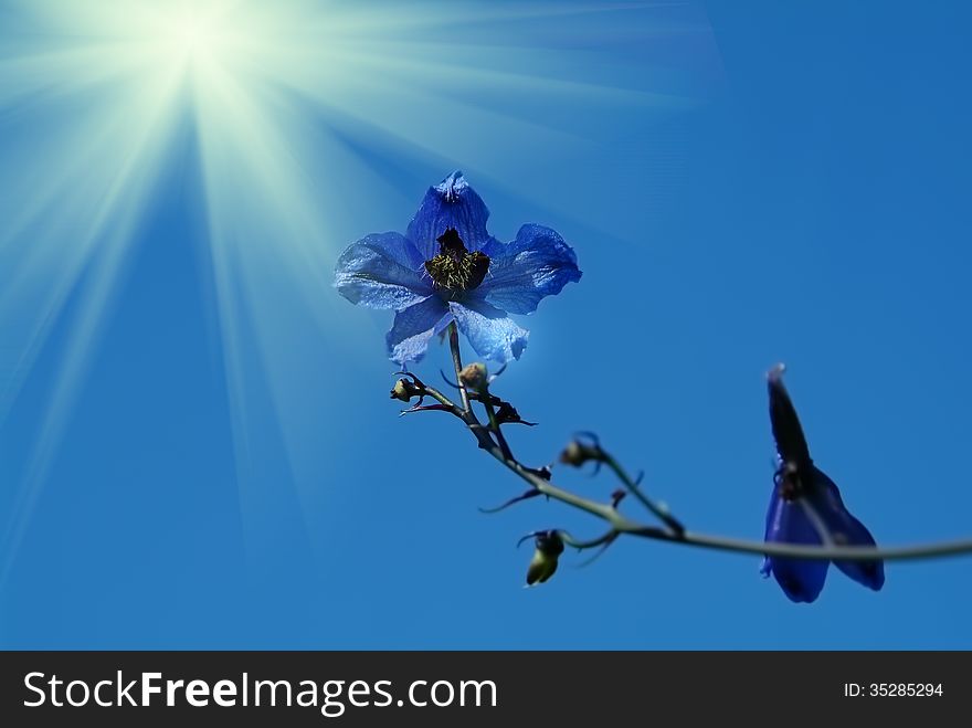 The bright sun shines through the leaves of a tree. The bright sun shines through the leaves of a tree