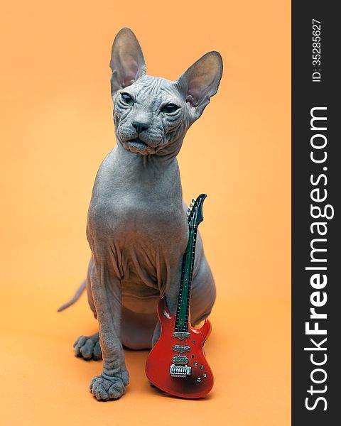 Don Sphynx kitten and guitar